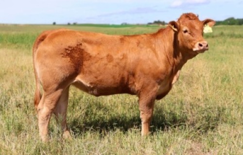 1X LIMOUSIN HEIFER LW23-26 LEADWOOD LIMOUSINS