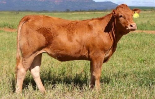 1X LIMOUSIN HEIFER LW23-28 LEADWOOD LIMOUSINS
