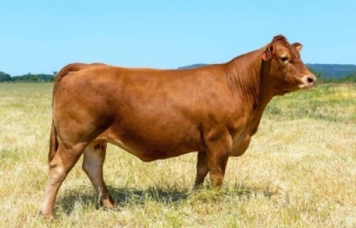 1X LIMOUSIN COW DL16-153 LEADWOOD LIMOUSINS