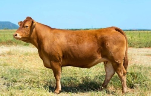 1X LIMOUSIN COW LW20-22 LEADWOOD LIMOUSINS
