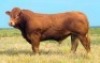 1X LIMOUSIN BULL LW22-54 LEADWOOD LIMOUSINS