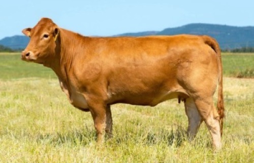 1X LIMOUSIN COW LW20-47 LEADWOOD LIMOUSINS