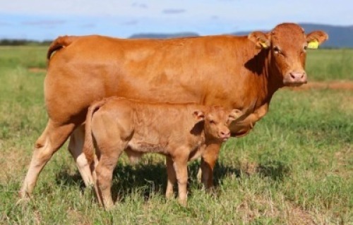 1+1X LIMOUSIN COW & CALF LW18-41 LEADWOOD LIMOUSINS