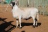 LOT 20 1 X MEATMASTER RAM - 2