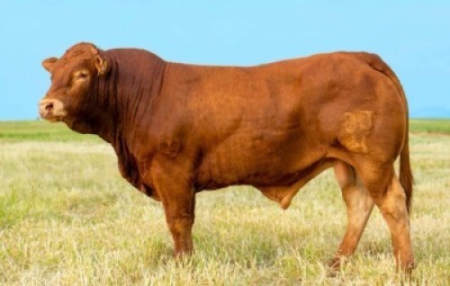 1X LIMOUSIN BULL LW22-41 LEADWOOD LIMOUSINS