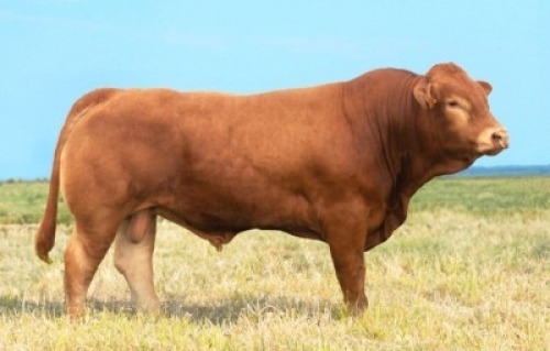 1X LIMOUSIN BULL LW22-51 LEADWOOD LIMOUSINS