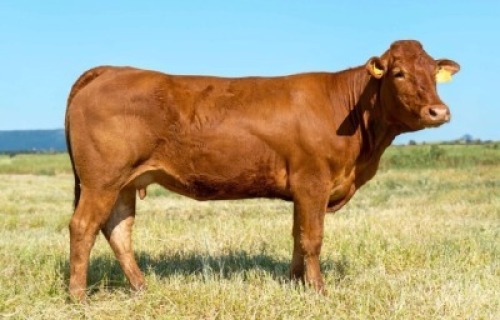 1X LIMOUSIN COW LW21-6 LEADWOOD LIMOUSINS