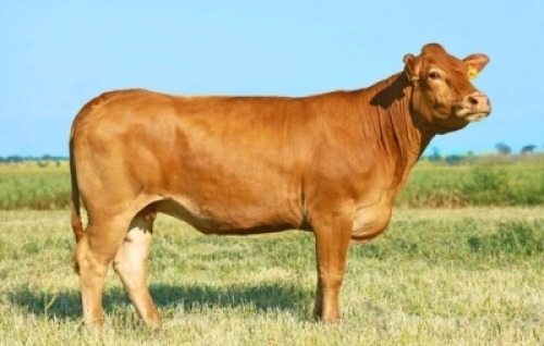 1X LIMOUSIN COW LW20-17 LEADWOOD LIMOUSINS