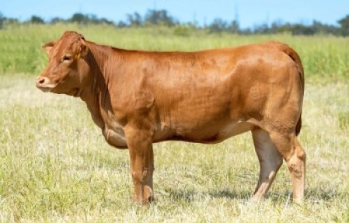 1X LIMOUSIN HEIFER LW22-42 LEADWOOD LIMOUSINS