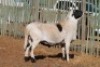 LOT 20 1 X MEATMASTER RAM - 6