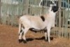 LOT 20 1 X MEATMASTER RAM - 7