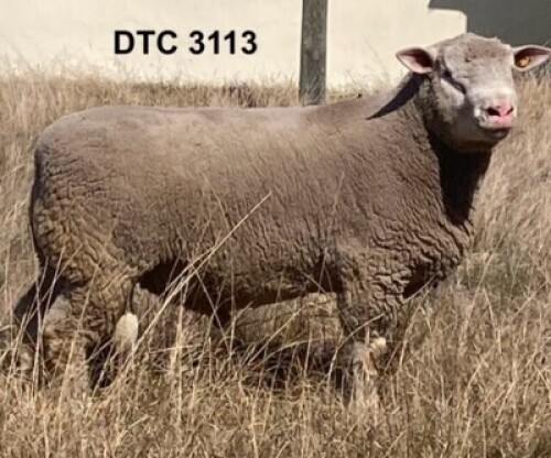 1X ILE DE FRANCE STUD RAM CLARK SD & TA