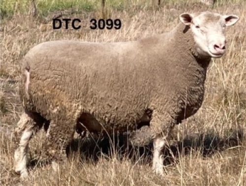 1X ILE DE FRANCE STUD RAM CLARK SD & TA