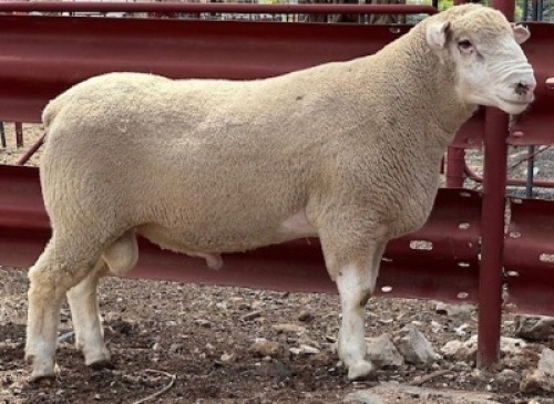 1X ILE DE FRANCE STUD RAM CLARK SD & TA