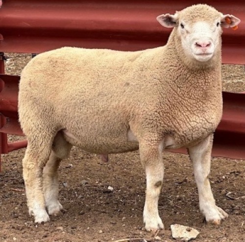 1X ILE DE FRANCE COMMERCIAL RAM CLARK SD & TA