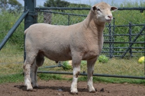 1X ILE DE FRANCE STUD RAM G.W. VAN DER LINDE