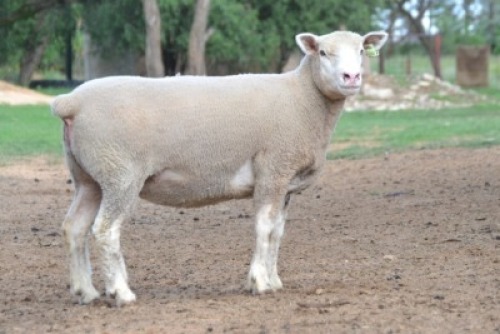1X ILE DE FRANCE PREGNANT STUD EWE G.W. VAN DER LINDE