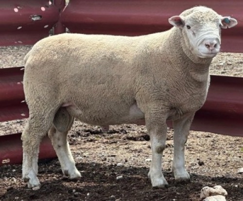 1X ILE DE FRANCE COMMERCIAL RAM CLARK SD & TA