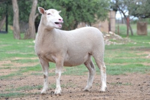 1X ILE DE FRANCE PREGNANT STUD EWE G.W. VAN DER LINDE