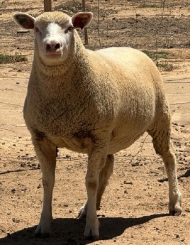 1X ILE DE FRANCE PREGNANT STUD EWE CLARK SD & TA