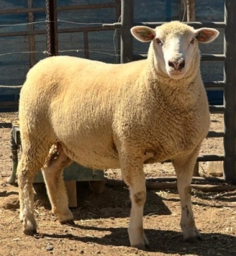 1+1X ILE DE FRANCE STUD EWE WALCON