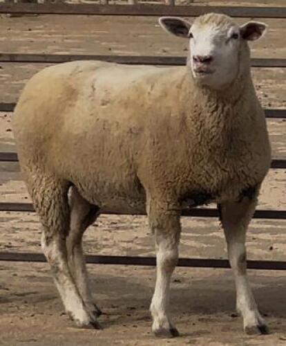 1X ILE DE FRANCE PREGNANT STUD EWE WALCON