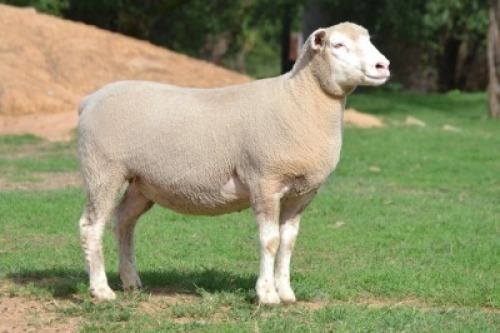 1X ILE DE FRANCE PREGNANT STUD EWE G.W. VAN DER LINDE