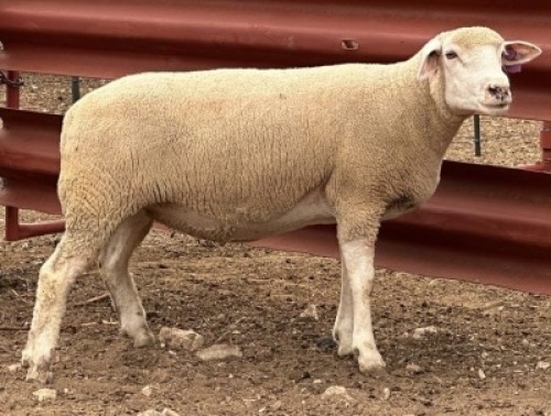 1X ILE DE FRANCE PREGNANT STUD EWE CLARK SD & TA