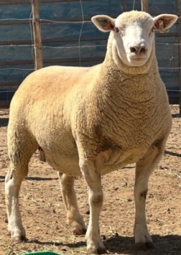 1X ILE DE FRANCE PREGNANT STUD EWE WALCON