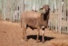 LOT 22 1 X MEATMASTER RAM - 3