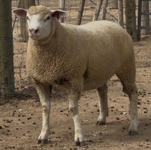 WITHDRAWN - 1X ILE DE FRANCE EWE WALCON