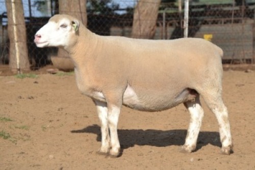 1X ILE DE FRANCE PREGNANT COMMERCIAL EWE G.W. VAN DER LINDE