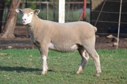1X ILE DE FRANCE STUD EWE G.W. VAN DER LINDE