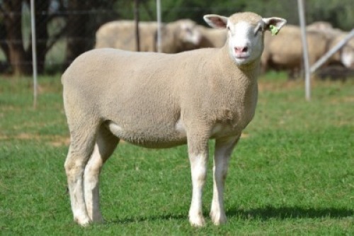 1X ILE DE FRANCE PREGNANT COMMERCIAL EWE G.W. VAN DER LINDE