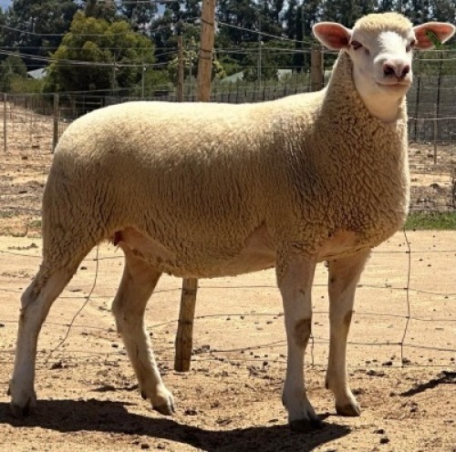 1X ILE DE FRANCE STUD EWE WALCON