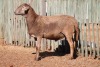 LOT 22 1 X MEATMASTER RAM - 6