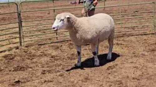 1X ILE DE FRANCE STUD EWE HENLIN STOETERY