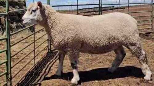1X ILE DE FRANCE PREGNANT STUD EWE HENLIN STOETERY