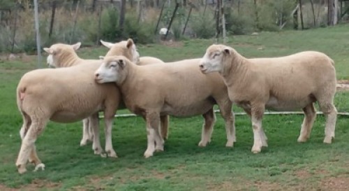 4X ILE DE FRANCE PREGNANT COMMERCIAL EWE F.J. VAN WYK (Per animal to take the lot)