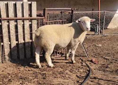 1X ILE DE FRANCE STUD RAM HENLIN STOETERY