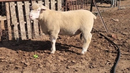 1X ILE DE FRANCE STUD RAM HENLIN STOETERY