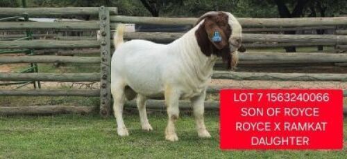 1X BOER GOAT STUD BUCK Shongololo Boerbok Stoet 1563
