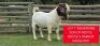 1X BOER GOAT STUD BUCK Shongololo Boerbok Stoet 1563