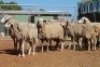 LOT 24 9 X MEATMASTER OOIE (PER STUK OM LOT TE NEEM) - 3