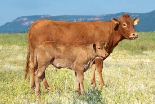 1+1X LIMOUSIN COW LW22-9 LEADWOOD LIMOUSINS