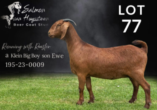 1X KALAHARI RED FLOCK DOE Salmon van Huyssteen Boer Goat Stud