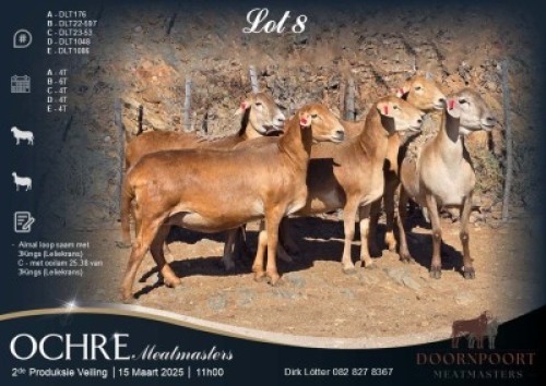 5X MEATMASTER EWE Doornpoort Meatmasters (Per animal to take the lot)