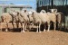 LOT 24 9 X MEATMASTER OOIE (PER STUK OM LOT TE NEEM) - 5