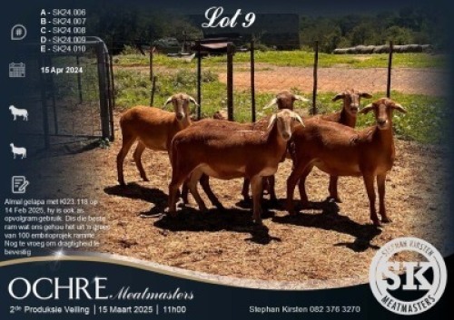 5X MEATMASTER EWE SK Meatmasters (Per animal to take the lot)