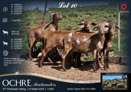5X MEATMASTER EWE Ben-Tson Meatmasters (Per animal to take the lot)